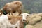 Brown goats in the Anaga Mouintains on the Tenerife island, Spain