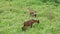 Brown goats graze in a pasture with fresh green summer grass.