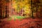 Brown and gold path in the forest at autumn, Poland