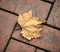 Brown Golden Autumn Maple Leaf Fallen onto Brick Path