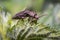 brown golden beetle in nature season meadows