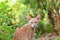 Brown golden cat in the jungle