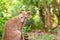 Brown golden cat in the jungle