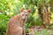 Brown golden cat in the jungle