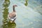 Brown goose standing turned around in a pond in Barranco Miraflores Lima Peru