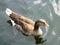 A Brown Goose Swims Along the River