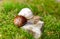 Brown grape snail on a stone, moss around