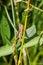 Brown grass hopper crawling up plant