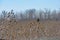 Brown Grasses against Blue Sky