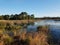 Brown grasses and green plants and lake or pond in Florida