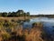 Brown grasses and green plants and lake or pond in Florida