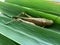 Brown grasshopper Caelifera on the nature background