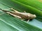 Brown grasshopper Caelifera on the nature background