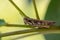 brown grasshopper face standing on green steam plant with incredible macro details shoot on eyes, faces, legs, wings and body.