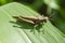 Brown Grasshopper On Green Maize Leaf