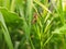 Brown grasshopper holding on a plant