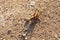 Brown grasshopper large against the background of the road