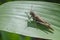 Brown Grasshopper on maize leaf