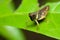 Brown grasshopper relaxing on leaf