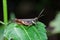 Brown grasshopper relaxing on leaf