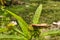 brown grasshopper relaxing on the plant, trying to wait for prey, relaxing, alone