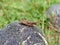 Brown grasshopper on a rock