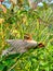 A brown grasshopper is sitting in a green autumn meadow