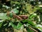 Brown grasshopper on tree