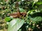 Brown grasshopper on tree