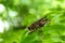 Brown grasshopper on tree branch in garden. Space for text