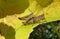 Brown grasshoppers on yellow leaf, closeup