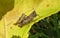 Brown grasshoppers on yellow leaf, closeup
