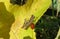 Brown grasshoppers on yellow leaf, closeup