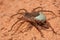 Brown -gray Fishing Spider with Egg Sack