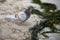 A brown-gray pigeon walks along the yellow sand of the coast. Ca