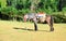 Brown gray pony with colorful saddle stand on grass field under