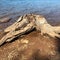 Brown and gray wooden driftwood on sandy shoreline at water`s edge