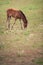 Brown grazing horse