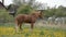 Brown grazing horse on horse farm at spring day