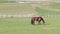 Brown grazing horse on horse farm at spring day near fence