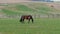 Brown grazing horse near fences on horse farm at spring day