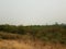 Brown and green grasses and plants in wetland area