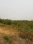 Brown and green grasses and plants in wetland area