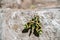 A brown-green Oleander Hawk-moth on the rough gray granite surface of the wall. Rare giant butterfly