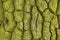 Brown and green tree bark cortex