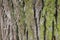 Brown green wooden bark texture tree cortex