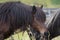 Brown and grey Icelandic horses portret is in a field, close together, Iceland