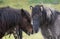 Brown and grey Icelandic horses portret is in a field, close together, Iceland