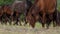 Brown and grey pony horses graze grass on a lawn in slo-mo