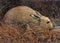 Brown Grey Rabbit in Long Grass